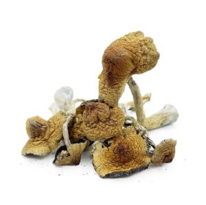 Flying Saucers psilocybe azurescens mushroom