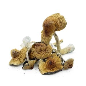 Flying Saucers psilocybe azurescens mushroom